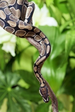 Brain has specific radar for snakes: study