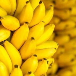 ‘Super’ banana to face first human trial