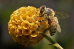 Grad student finds out where bee stings hurt the most
