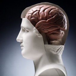 Swiss scientists make microchips that mimic the brain