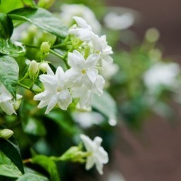 Magnolia-jasmine aroma could make you a hot ticket: study