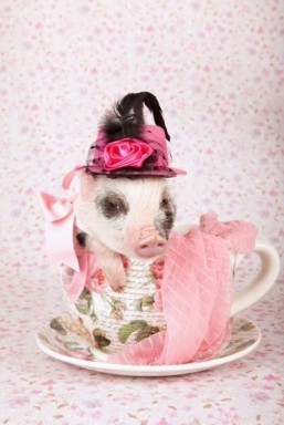 Pop-up for piglets coming to London