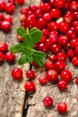 Lingonberries, a fruit common in Scandinavian cuisine, were put to the test alongside bilberries, raspberries, crowberries, blackberries, prunes and acai berries. ©Diana Taliun/shutterstock.Com