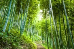 Apple announces Chinese forest management project
