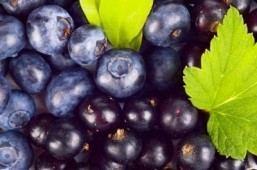 Could a glass of New Zealand blackcurrant juice keep your brain healthy?