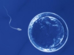 Synthetic protein offers new hope for male infertility