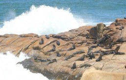 Algae toxin may erase sea lion memory: study