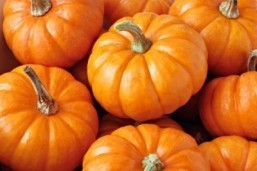 Fall harvest comes to JFK Airport in pop-up farmer’s market