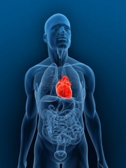 French firm starts human trials of artificial heart