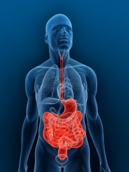 Prebiotics could help prevent food allergies in the future