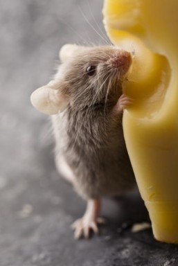 Human dietary supplement linked to longer life in mice