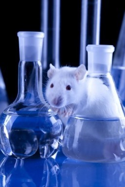 A high-fat diet could inhibit sense of smell: study