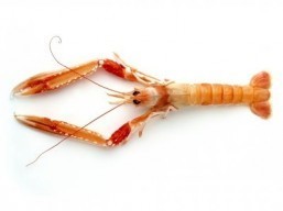 Mercury in seafood not harmful to aging brain: study