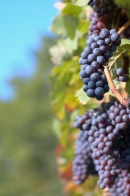 Don’t whine about the price: Japan grapes sell for $8,000