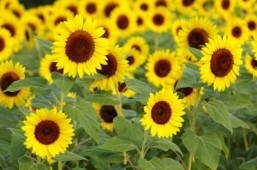 The leading sunflower producer in the US is also home to the happiest people in the country. ©ittipon/shutterstock.com