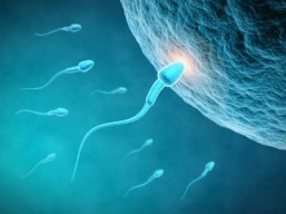 Male birth control pill could one day follow fertilization discovery