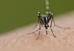 Data analyses back Sanofi dengue vaccine: study
