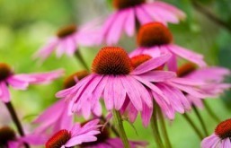 Reputed for its ability to boost immunity, echinacea is a flowering plant found throughout the US and Canada. © Alekcey/shutterstock.com