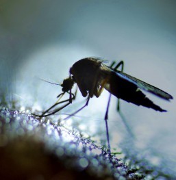 US authorities discover 15th case of non-travel related Zika in Florida